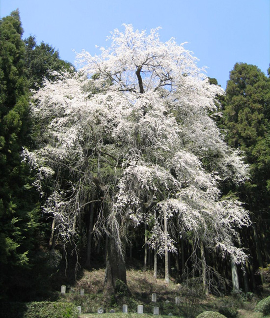 ひよもの枝垂れ桜 え な恵那 岐阜県恵那市観光サイト 一般社団法人恵那市観光協会