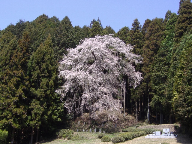 ひよもの枝垂れ桜 え な恵那 岐阜県恵那市観光サイト 一般社団法人恵那市観光協会