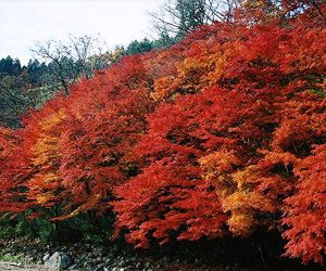 紅葉 え な恵那 岐阜県恵那市観光サイト 一般社団法人恵那市観光協会