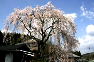 釜屋の枝垂れ桜 え な恵那 岐阜県恵那市観光サイト 一般社団法人恵那市観光協会