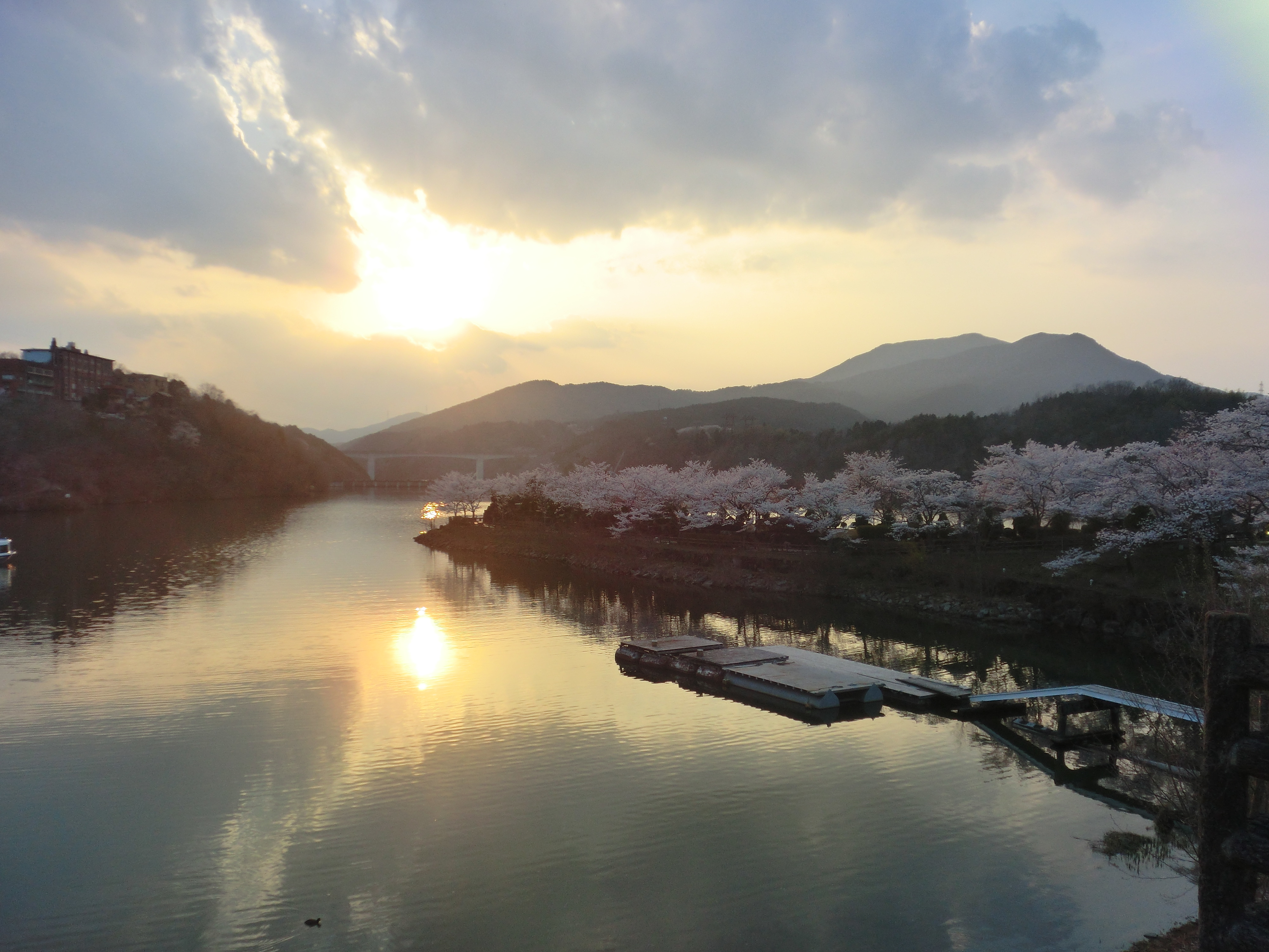 恵那峡サクラ開花状況 4月8日現在 え な恵那 岐阜県恵那市観光サイト 一般社団法人恵那市観光協会