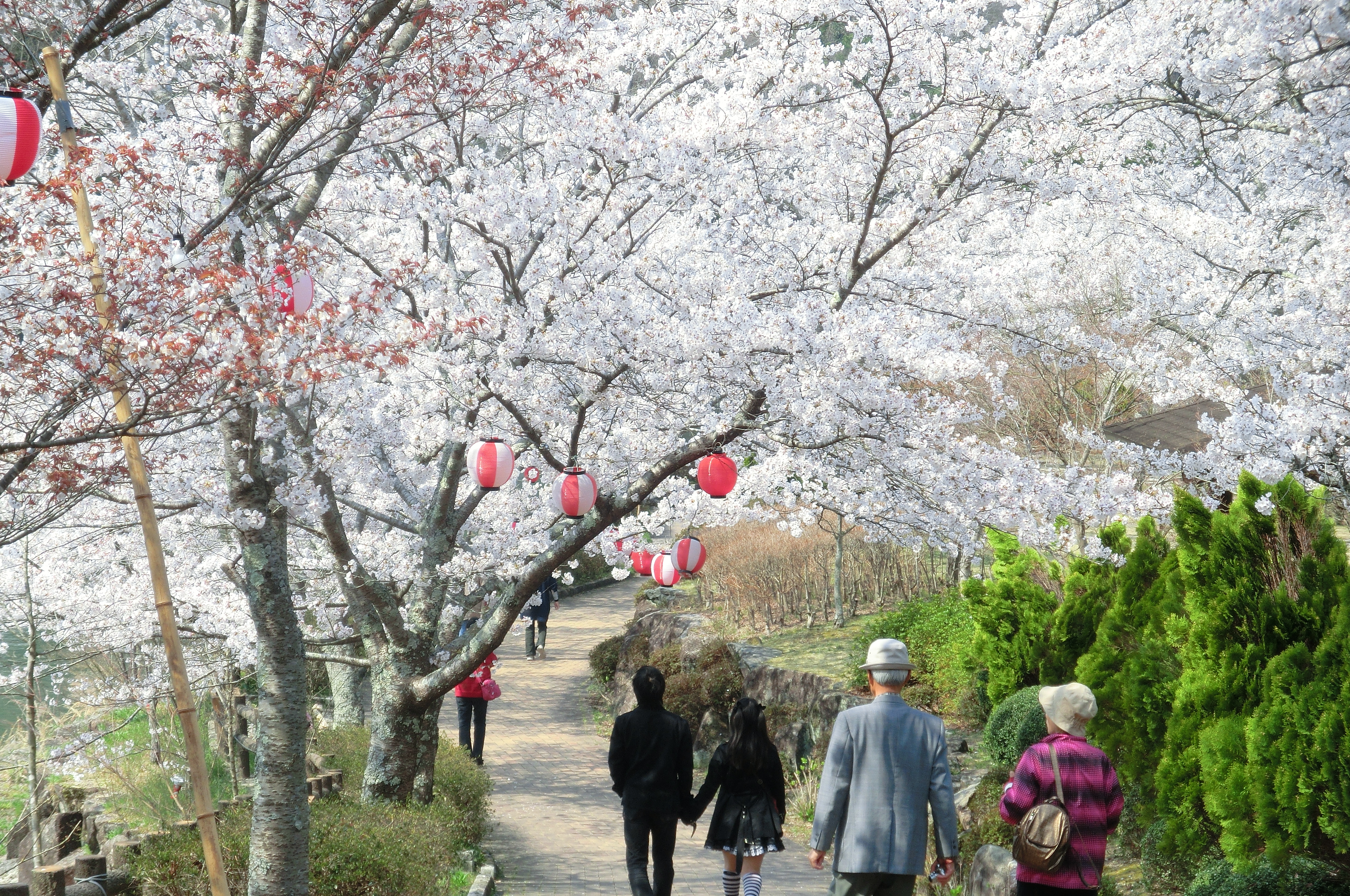 桜の恵那峡 え な恵那 岐阜県恵那市観光サイト 一般社団法人恵那市観光協会